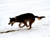 Dog running