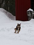 Dog running