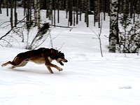 Dog running