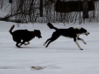 Dogs running