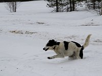 Dog running