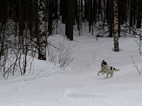 Dog running