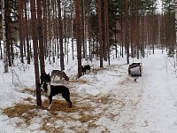 Broken sled but dogs unhurt