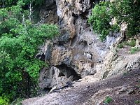 Mountain goats