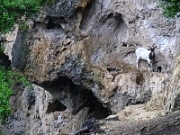 Mountain goats