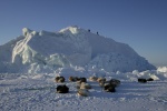 Inuit on iceberg, dogs resting