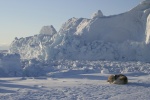 Dog resting near iceberg