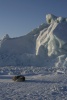 Dog resting near iceberg