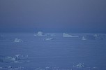 Icebergs, seen from Hotel Qaanaaq