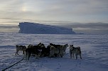 Dogs at rest