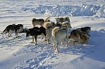 Dog rests at iceberg