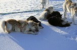 Dog rests at iceberg