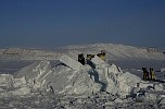 Dog rests at iceberg