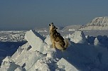 Howling dog near iceberg