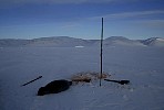 Dead seal on ice