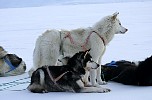 Dogs at rest