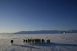 Dogs pulling sledge