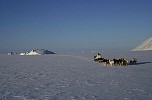 Dogs pulling sledge