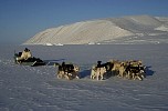 Dogs pulling sledge