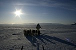 Dogs pulling sledge