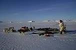 Dead seal on ice, dog whip