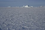 Icy flats with icebergs