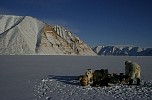 Untangling dogs at cliffs near Qaanaaq