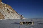 Dogs running close to cliffs near Qaanaaq