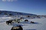 Dogs near desolate huts