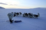 Feeding the dogs