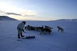 Feeding the dogs