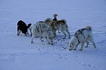 Feeding the dogs