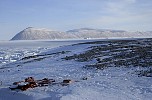 Steensby Land shore