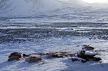 Seal hides ready for transport