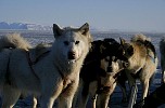 Dogs with icy beards