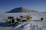 Dogs at rest