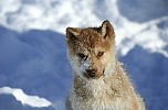 Young dog in Ilulissat