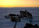 Dogs at sunset