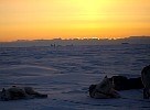 Dogs at sunset