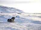 Sledge dog in storm