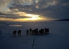 Dogs heading towards sunset