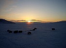 Dogs near Qeqertat