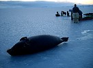 Seal on the ice