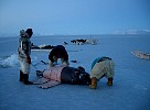 Removing the seal hide