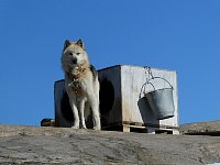 Sled dog at Ilulissat