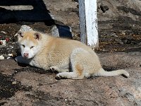 Dog puppy in Ilulissat