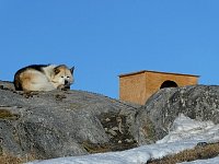 Sled dog at Ilulissat