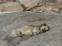 Sled dog at Ilulissat