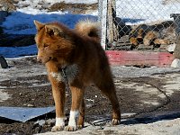 Sled dog at Ilulissat