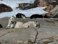 Sled dog at Ilulissat